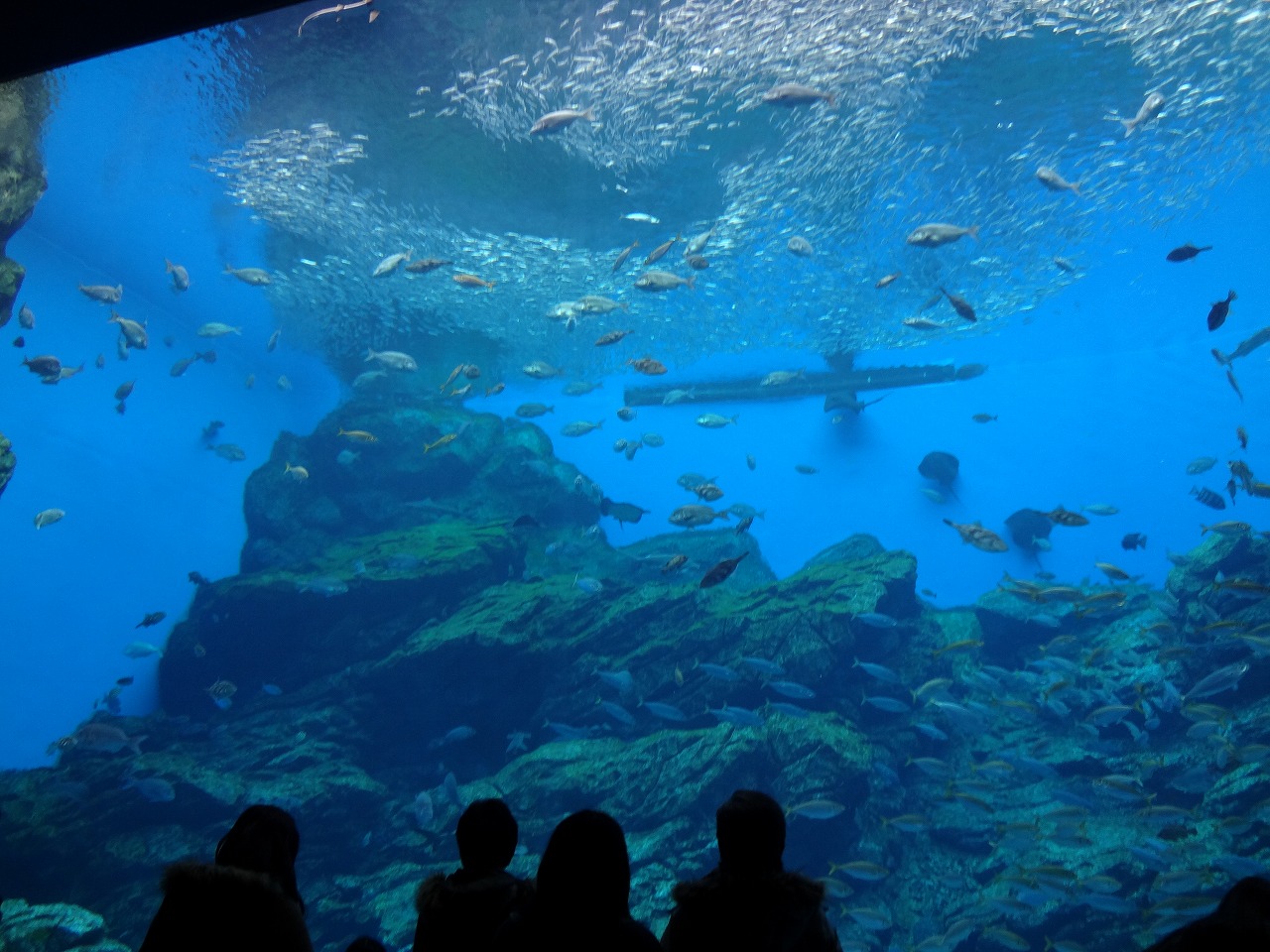 仙台うみの杜水族館の巨大水槽.jpg